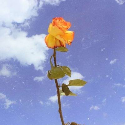 微盟携手红太阳深耕农产品数智化，持续助力“数字红太阳”战略落地